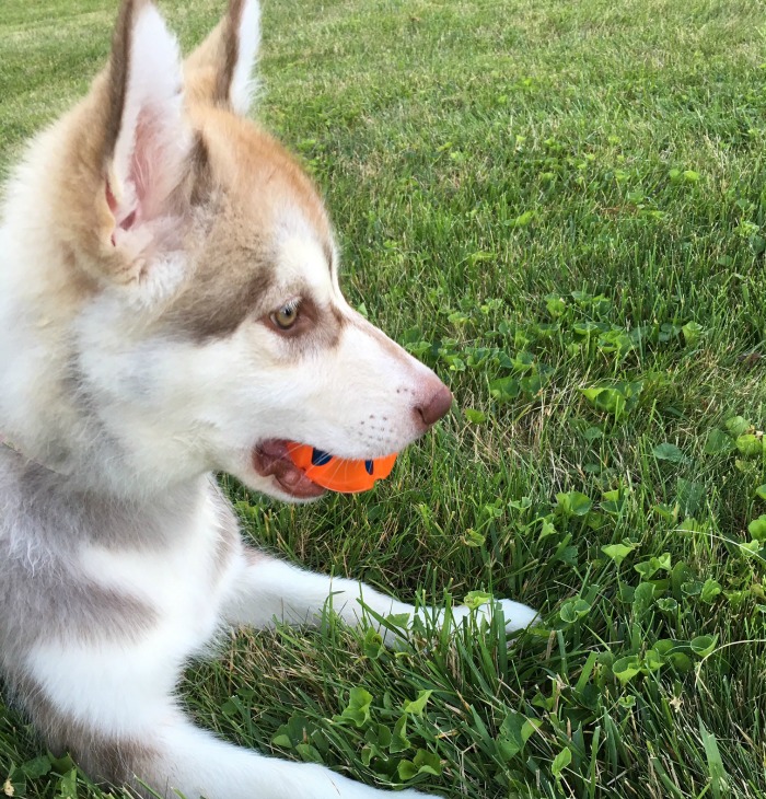 are rubber balls safe for dogs