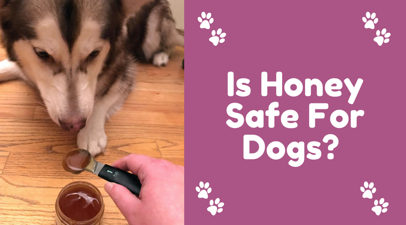 honey safe for dogs