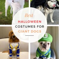 Adorable Halloween costumes for giant dogs handmade and for purchase on Etsy