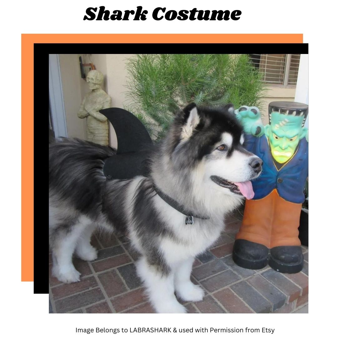 picture of shark fin as part of an article on best Halloween Costumes for Giant Dogs