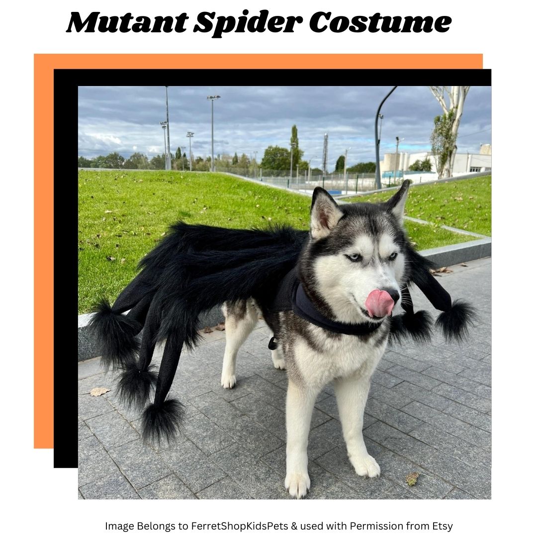 picture of spider costume as part of an article on best Halloween Costumes for Giant Dogs