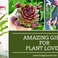 ideas of various plants to give as gifts for plant lovers