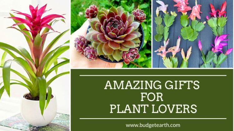 ideas of various plants to give as gifts for plant lovers