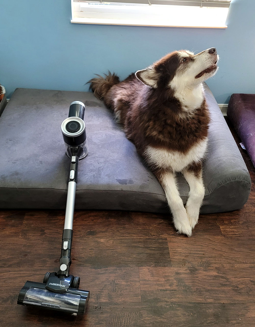 Ivi the red Alaskan malamute sitting next to and looking away from the Faberware Cordless Pro Stick Vacuum