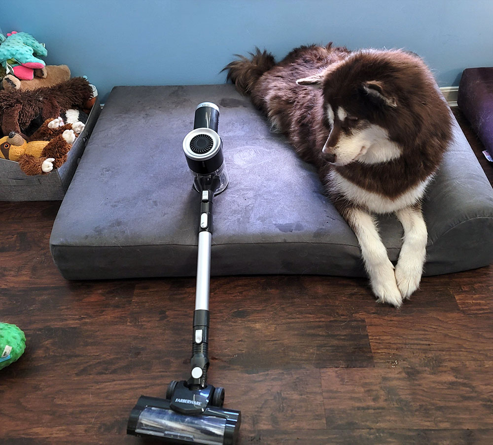 Ivi the red Alaskan malamute sitting next to and looking curiously at the Faberware Cordless Pro Stick Vacuum